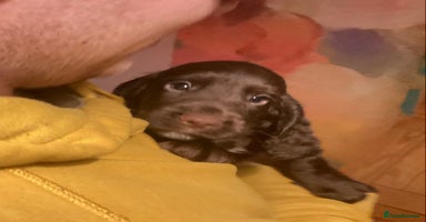 Cocker Spaniel dogs - Advert 18