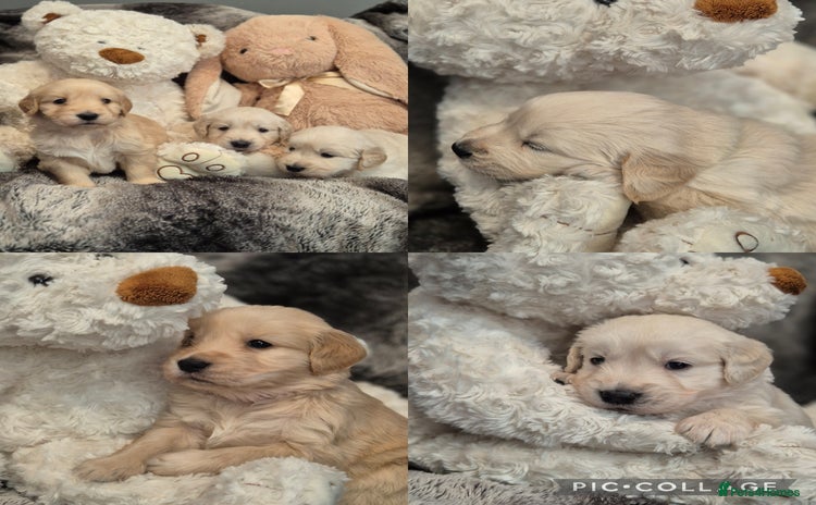 Golden Retriever dogs - Advert 9