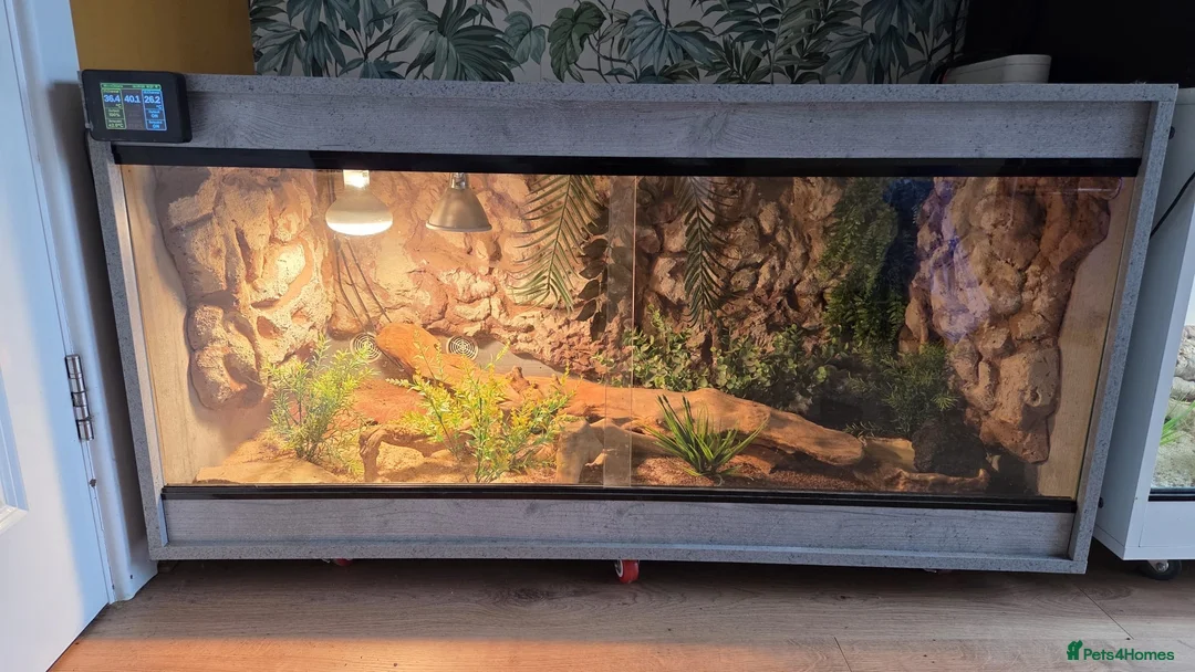 Skink reptiles for sale: Peter’s Banded Skinks + Set Ups in Wakefield - Advert 10