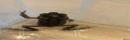 Toad reptiles for sale: 2 Baby Cane Toads - Advert 19