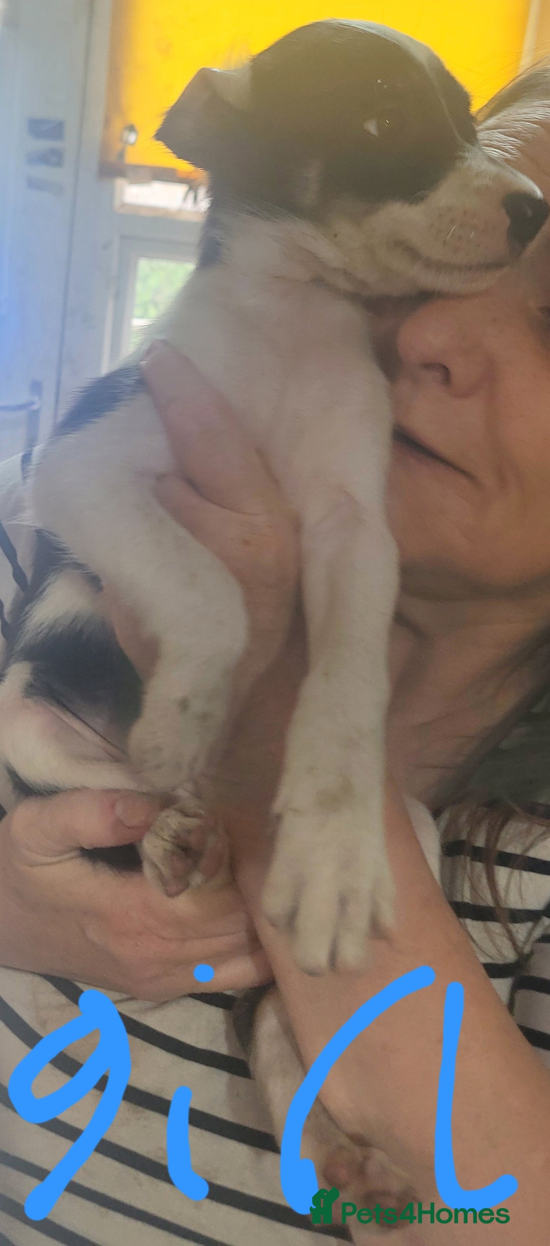 Mixed Breed dogs for sale: Lovely rough collie and border collie pups  - Image 3