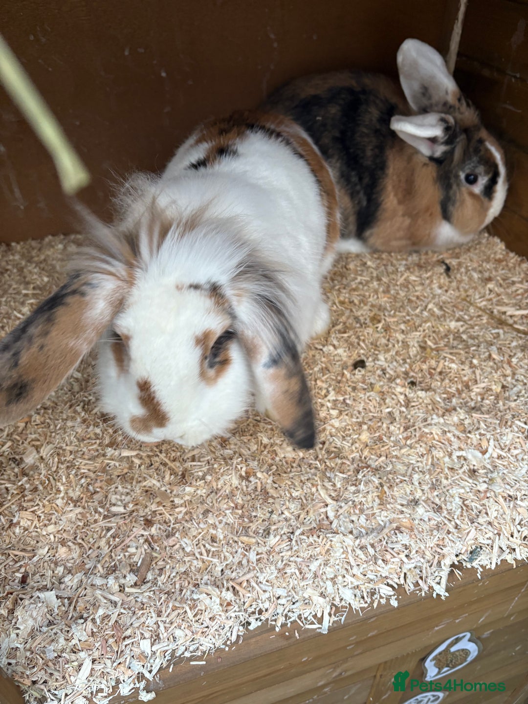 Mixed Breed rabbits for sale: 2 bonded 1 year old lion lop sisters  - Advert 1