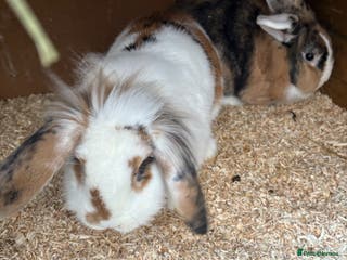 Mixed Breed rabbits 2 bonded 1 year old lion lop sisters - Advert 3