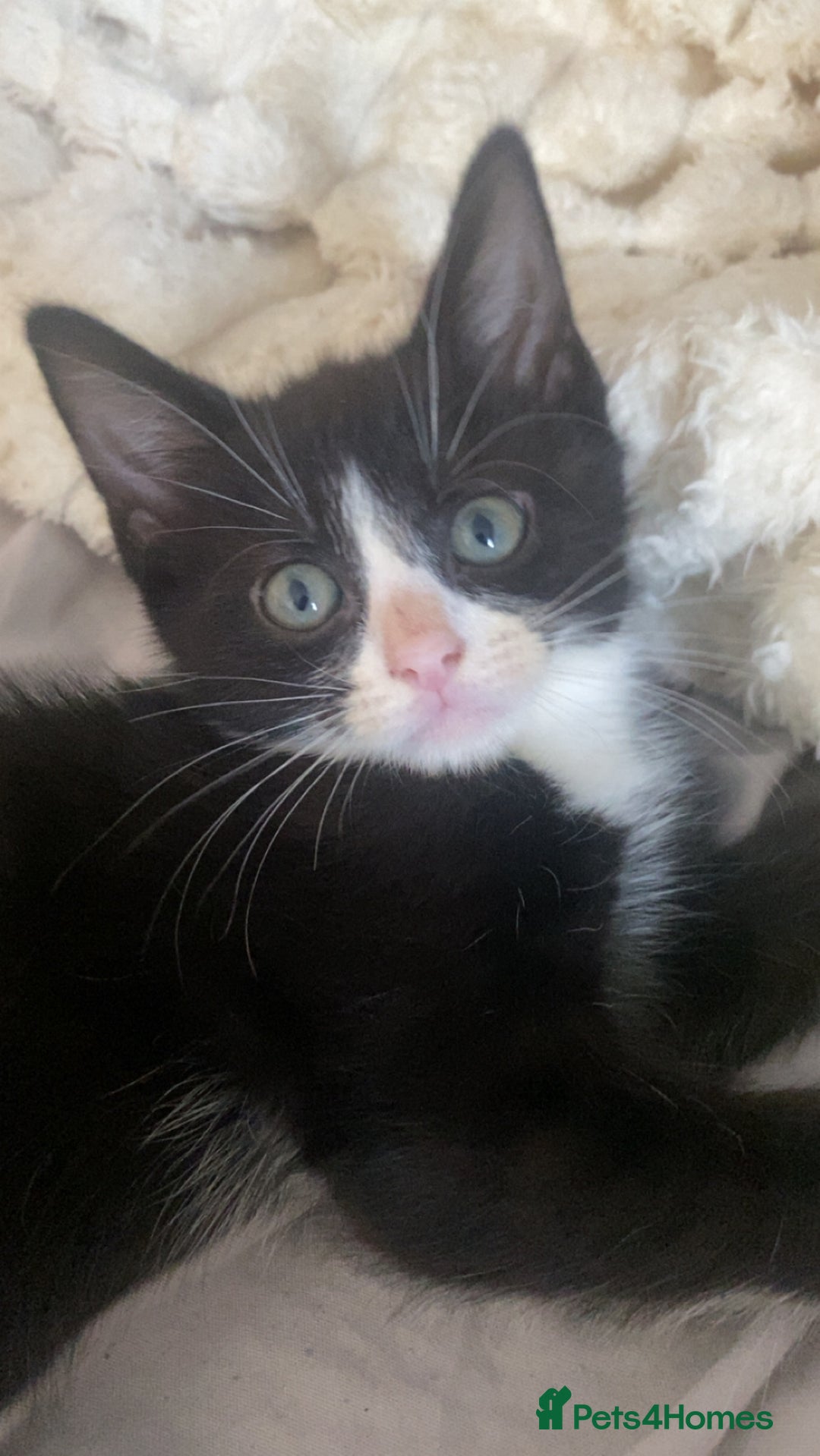Mixed Breed cats for sale: two mixed breed black and white kittens  - Image 4