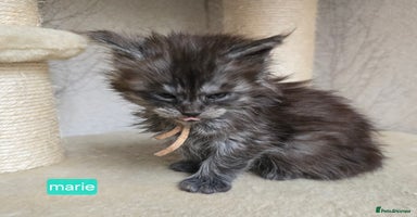 Maine Coon cats - Advert 1