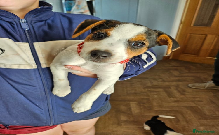 Jack Russell dogs - Advert 2