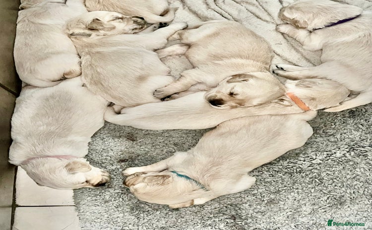 Golden Retriever dogs - Advert 2