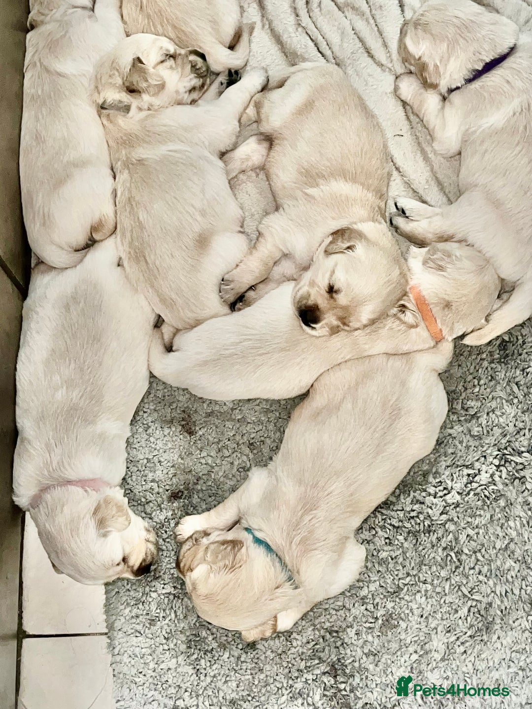 Golden Retriever dogs for sale: Beautiful KC Golden Retriever Babies  - Image 1