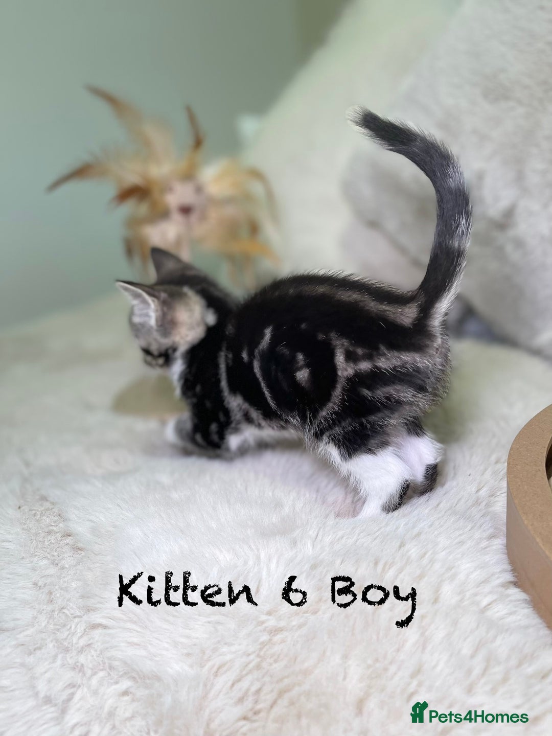 Mixed Breed cats for sale: Stunning kittens ready now  - Advert 18