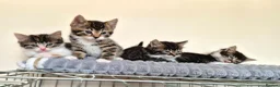 Mixed Breed cats for sale: Adorable Kittens for sale - Advert 10