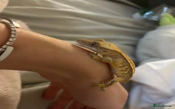 Gecko reptiles for sale: Cream crested gecko  - Image 3