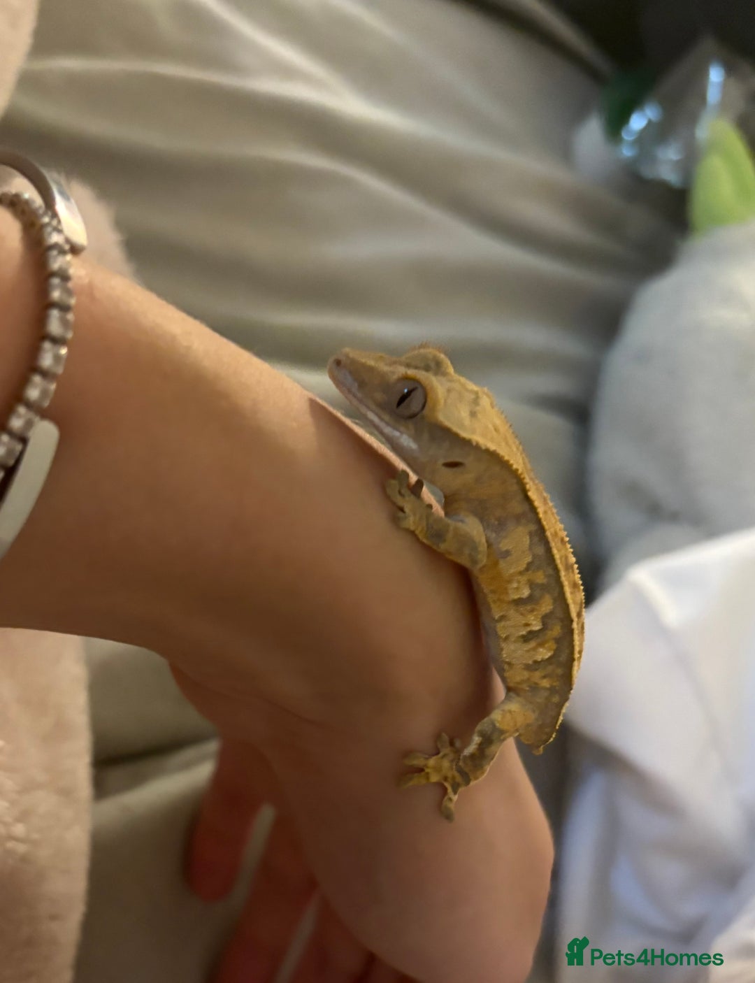 Gecko reptiles for sale: Cream crested gecko  - Image 3