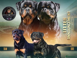 Rottweiler dogs Top Kc Registered Rottweiler Female Puppies - Advert 4