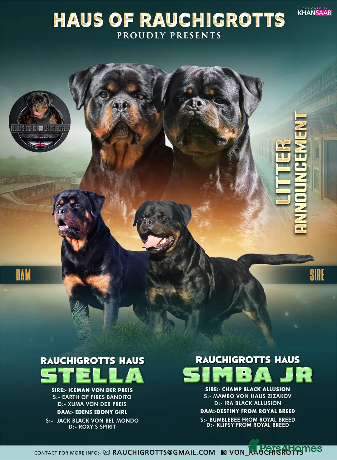 Rottweiler dogs for sale: Top Kc Registered Rottweiler Female Puppies - Advert 1