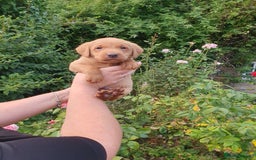 Labrador Retriever dogs for sale: Health Tested Fox Red Puppies for Sale - Image 22