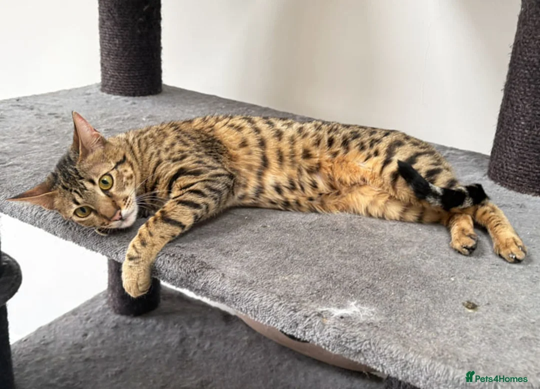 Savannah cats for sale: Sittingpretty TigerLily F5 SBT Savannah female - Advert 1