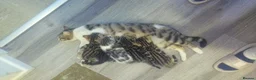Bengal cats for sale: Pure breed and half breed bengals. - Advert 3