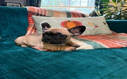 French Bulldog dogs for sale: French bulldog puppies  - Image 6