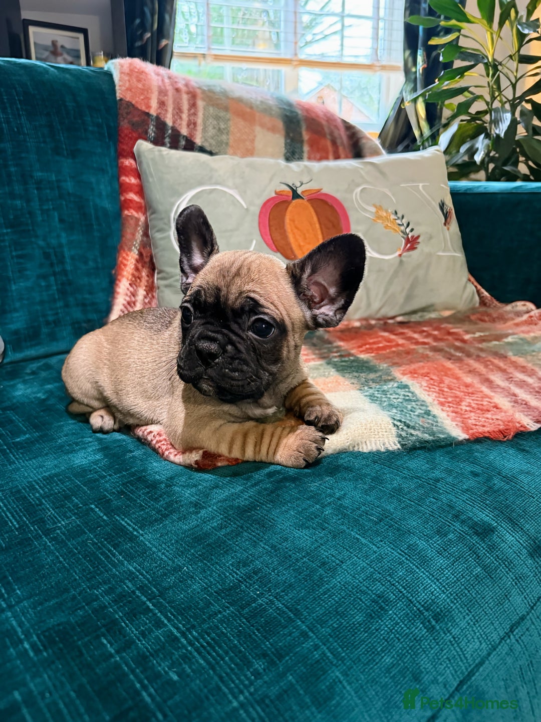 French Bulldog dogs for sale: French bulldog puppies  - Image 6