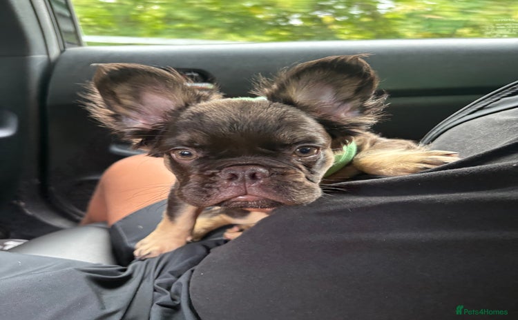 French Bulldog dogs Lovely, Affectionate Fluffy French Bulldog  - Advert 2