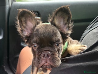 French Bulldog dogs Lovely, Affectionate Fluffy French Bulldog - Advert 1