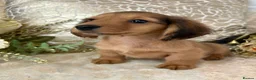Miniature Dachshund dogs for sale: KC Long Coat Miniature Dachshund Puppies - Advert 6