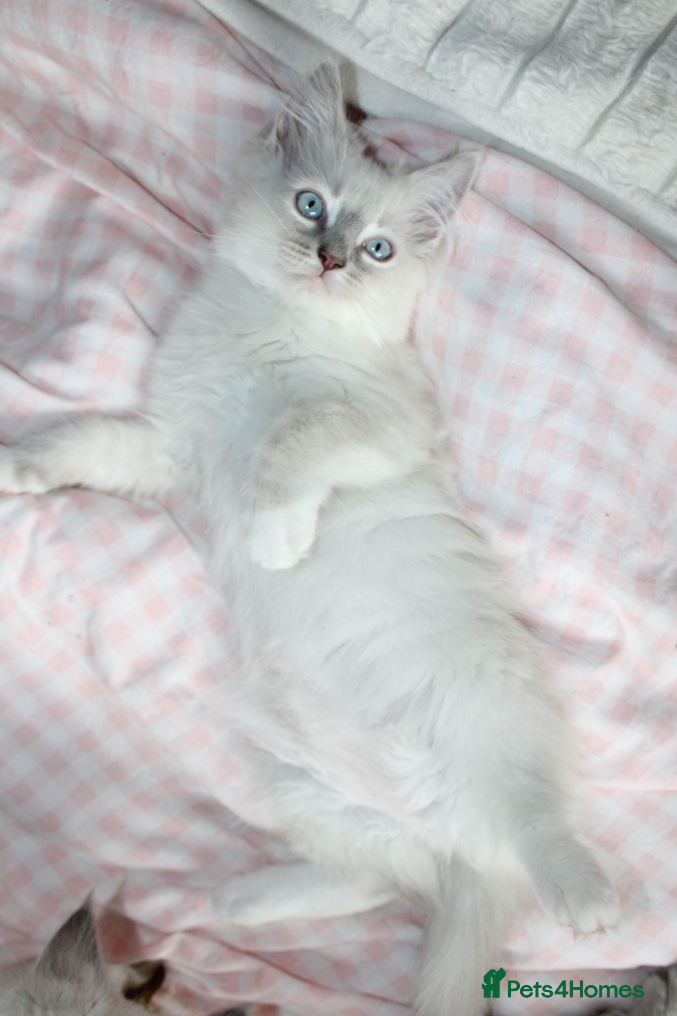 Ragdoll cats Fully Vaccinated GCCF parents  - Advert 8