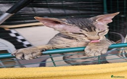 Siamese cats for sale: Beautiful Siamese x sphynx x kittens in Salisbury - Image 29