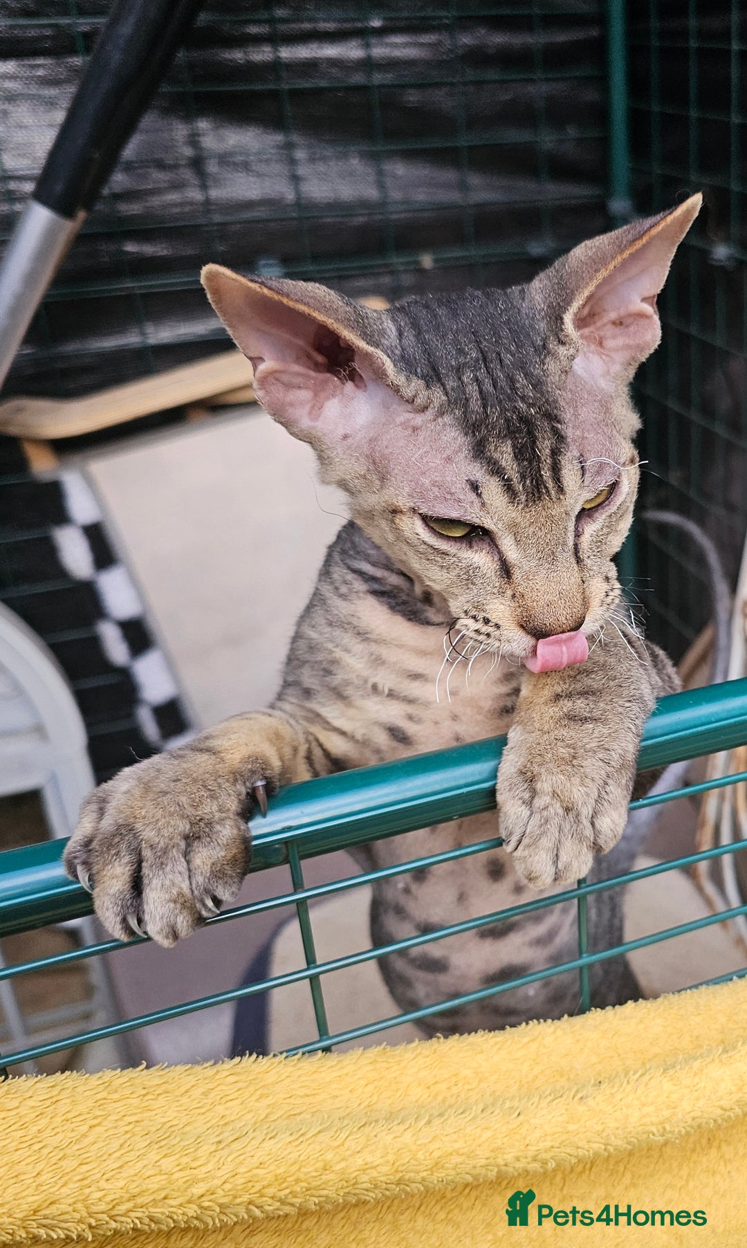 Siamese cats for sale: Beautiful Siamese x sphynx x kittens in Salisbury - Image 29