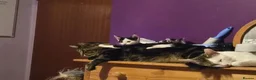 Mixed Breed cats for sale: Kittens looking for great homes - Advert 3