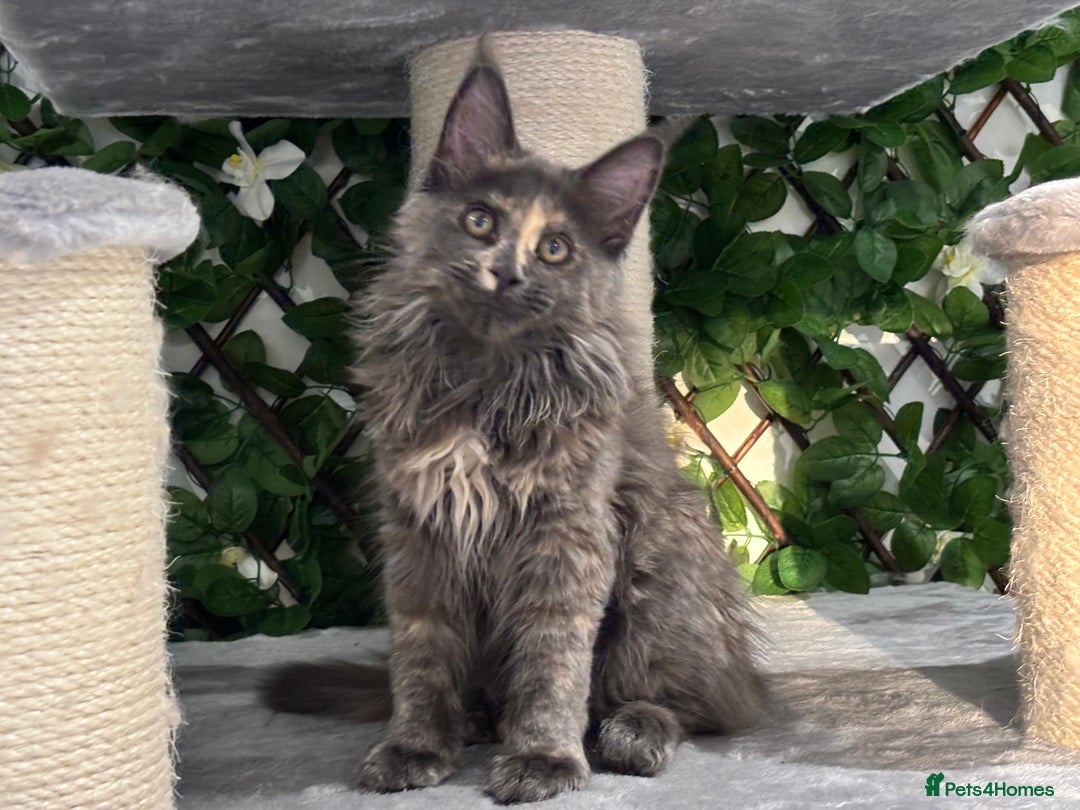 Maine Coon cats for sale: Tica Stunning Kittens  - Image 4