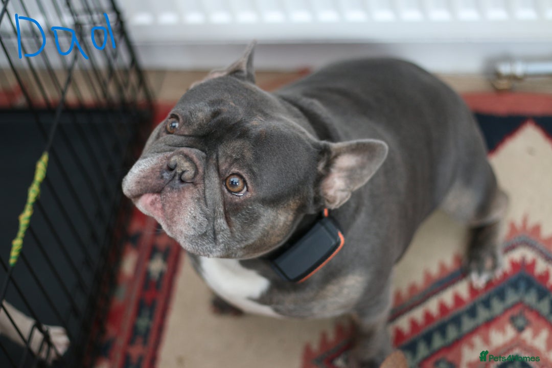 French Bulldog dogs for sale: Cute French Bulldog Puppies Available Soon - Advert 20