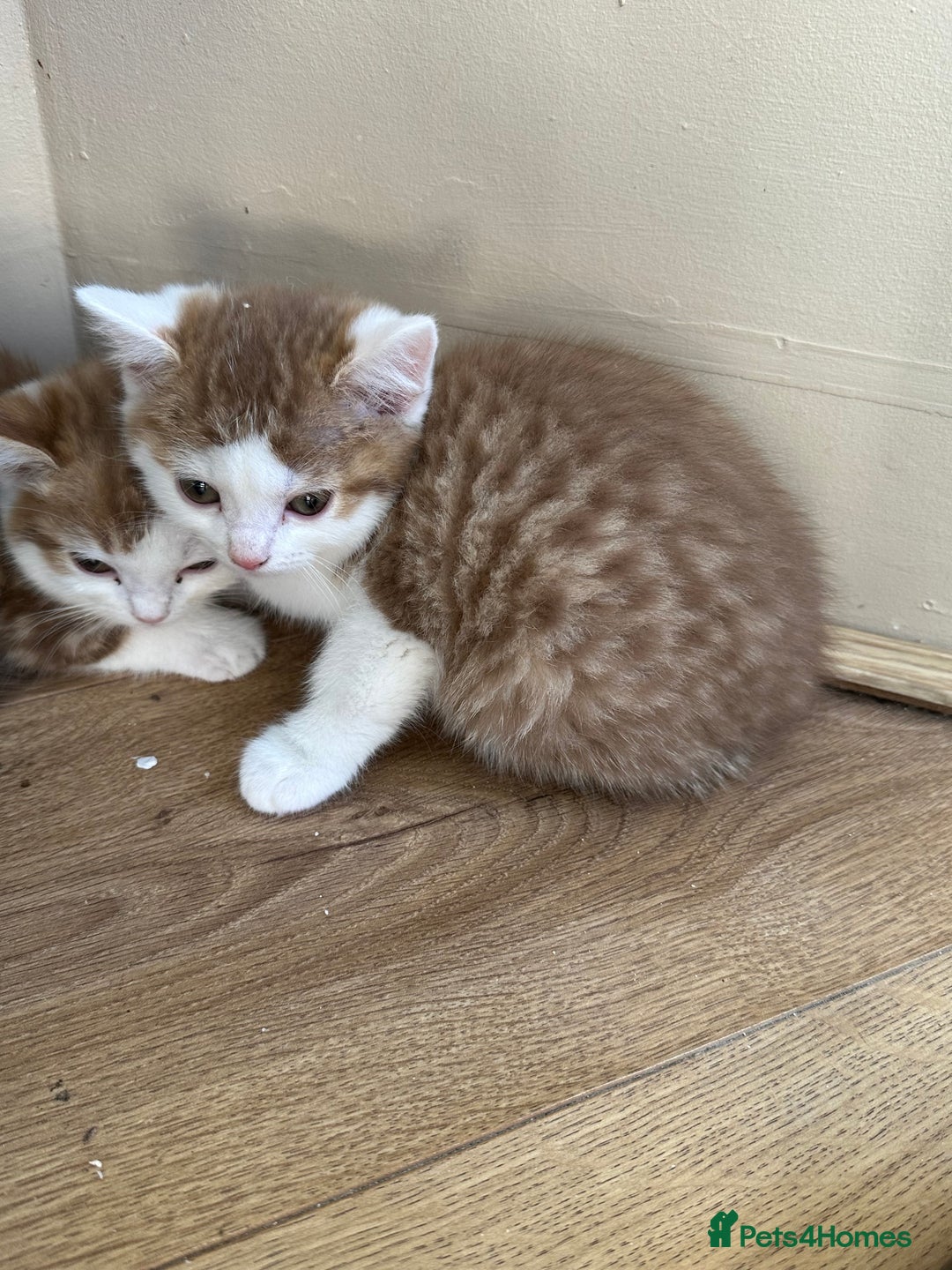 Mixed Breed cats for sale: Kittens for sale  - Image 12