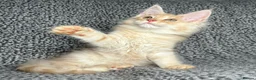 Maine Coon cats for sale: GCCF Maine Coon Kittens.  - Advert 5