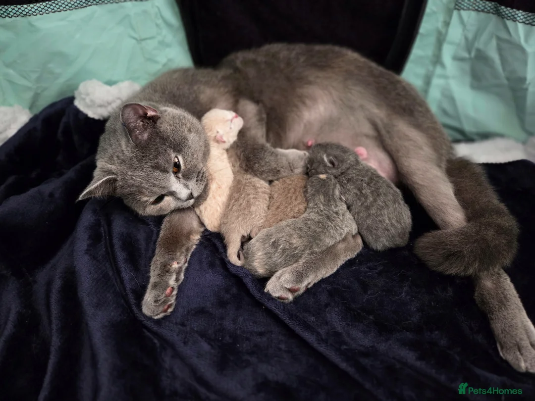 British Shorthair cats for sale: British shorthair kittens - Advert 2