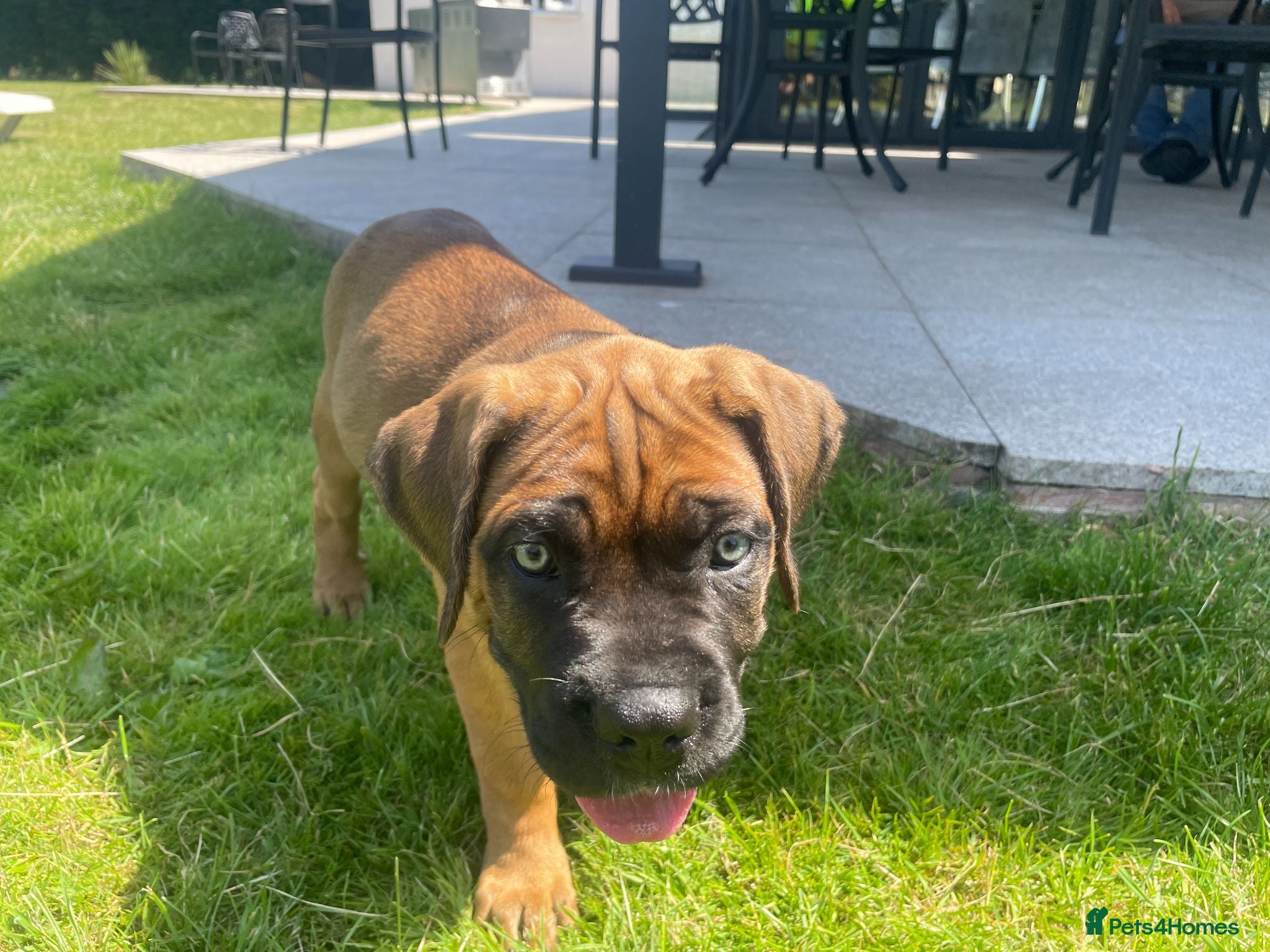 Cane Corso dogs Beautiful Cane Corso Puppies – 2 Girls Left - Advert 1