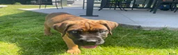 Cane Corso dogs for sale: Beautiful Cane Corso Puppies – 1 Girl Left - Advert 16
