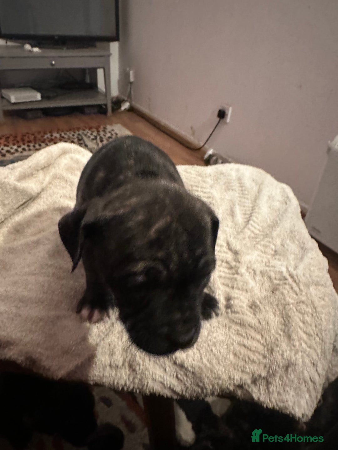Mixed Breed dogs for sale: Beautiful staffy puppies looking for forever home  - Advert 34
