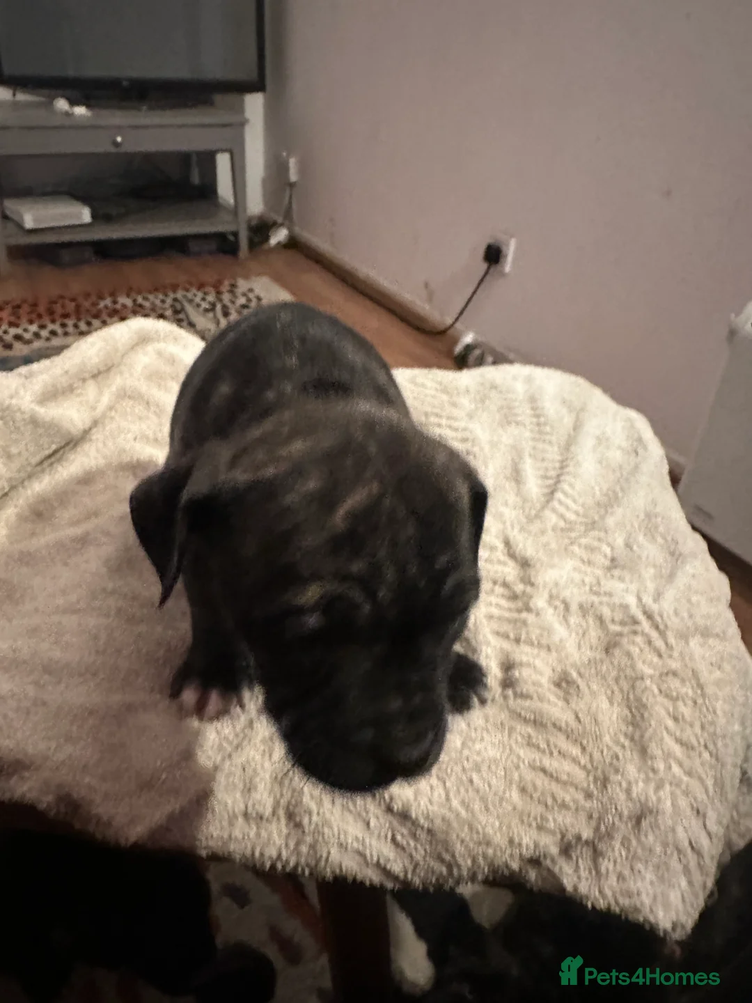 Mixed Breed dogs for sale: Beautiful staffy puppies looking for forever home  - Advert 34