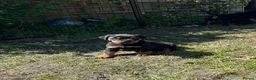 Rottweiler dogs for sale: Beautiful Rottie Pups available  - Advert 5
