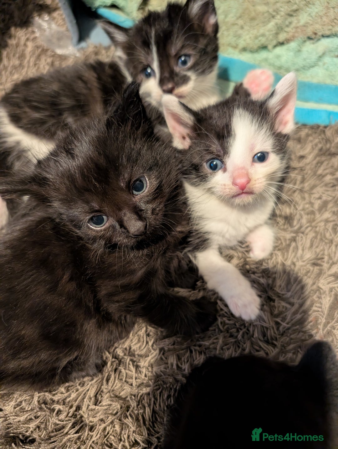 Mixed Breed cats for sale: Gorgeous kittens Cute bundles of mischief - Image 4