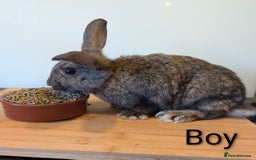 Mixed Breed rabbits for sale: Lots of bunnies for sale  - Image 2