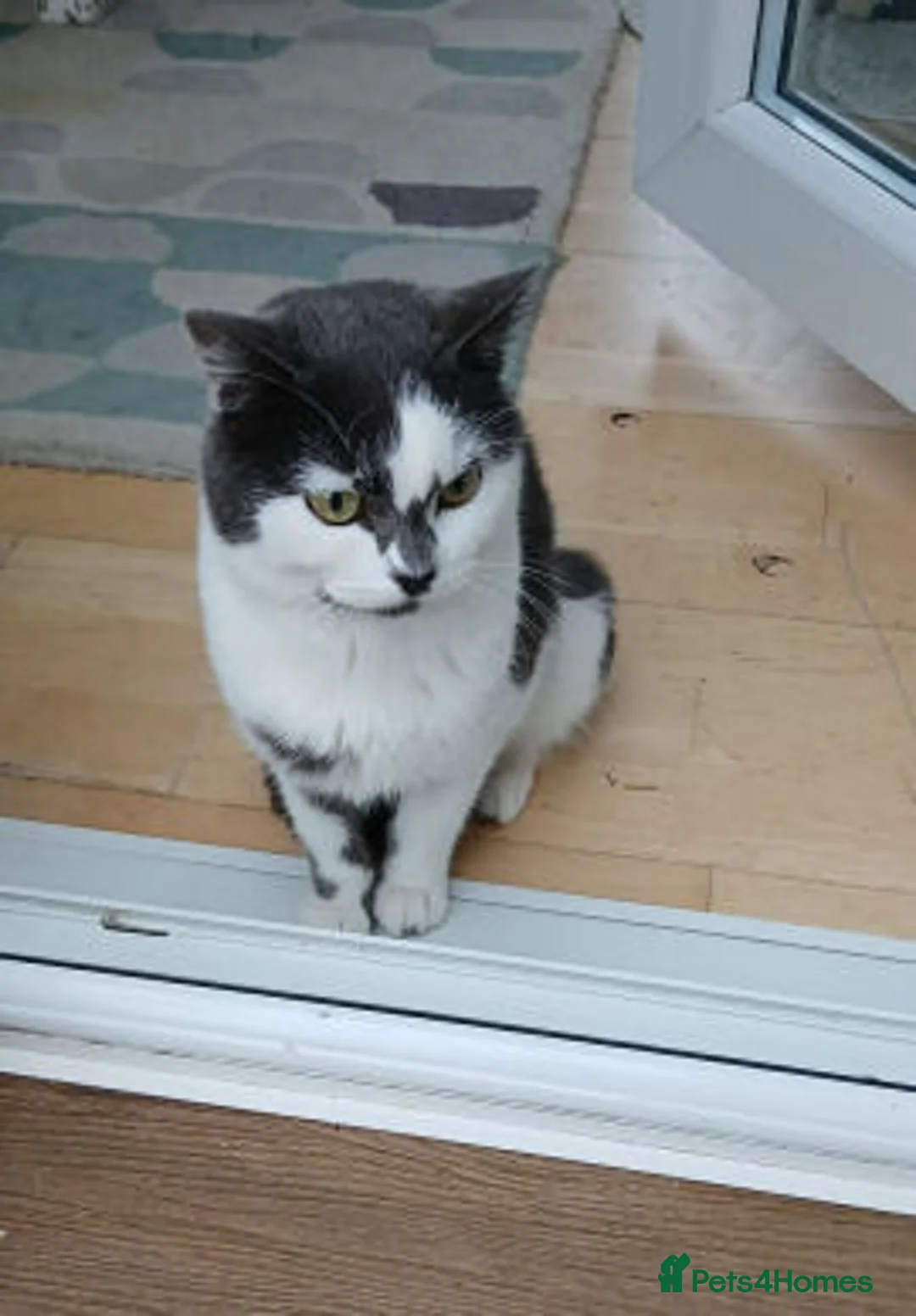 Mixed Breed cats for adoption: Judy. - Advert 4