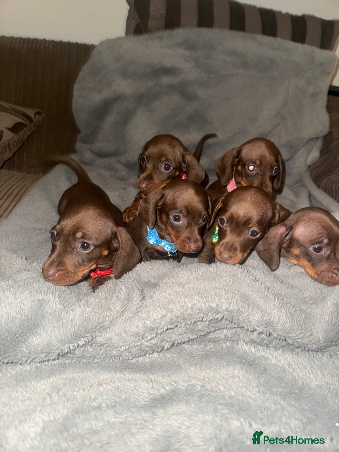 Miniature Dachshund dogs for sale: Miniature dachshund  - Advert 4