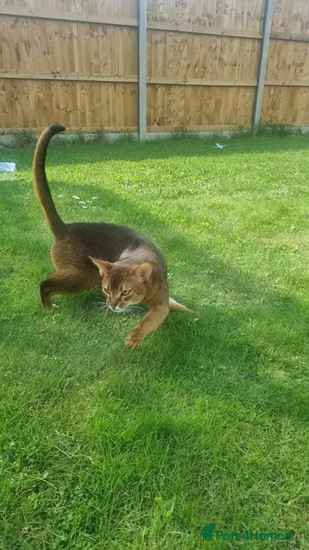 Abyssinian cats for stud: 🔥TICA active abbysinian boy for stud🔥 in Bury Saint Edmunds - Advert 7