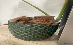 British Shorthair cats for sale: CHUNKY PEDIGREE BSH CHOC/CREAM/FAWN/TORTE KITTENS  in Birmingham - Image 9
