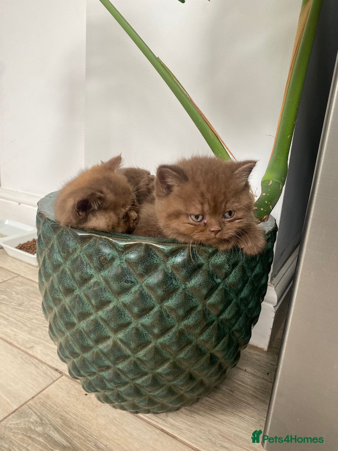 British Shorthair cats for sale: CHUNKY PEDIGREE BSH CHOC/CREAM/FAWN/TORTE KITTENS  in Birmingham - Image 9