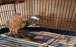 Canaries birds for sale: Gloster canaries - Image 5