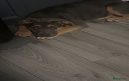 Mixed Breed dogs for sale: Drako 11 week old pup - Image 4