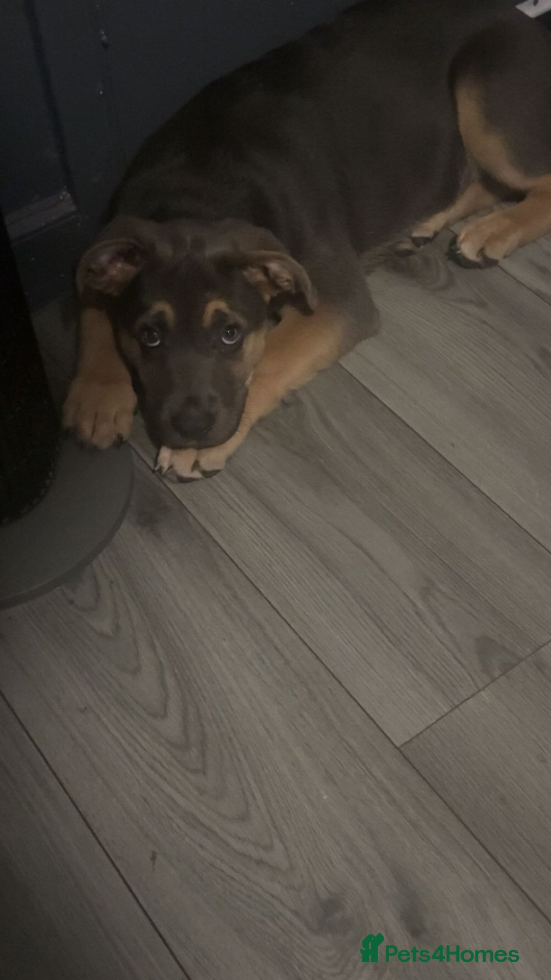 Mixed Breed dogs for sale: Drako 11 week old pup - Image 4